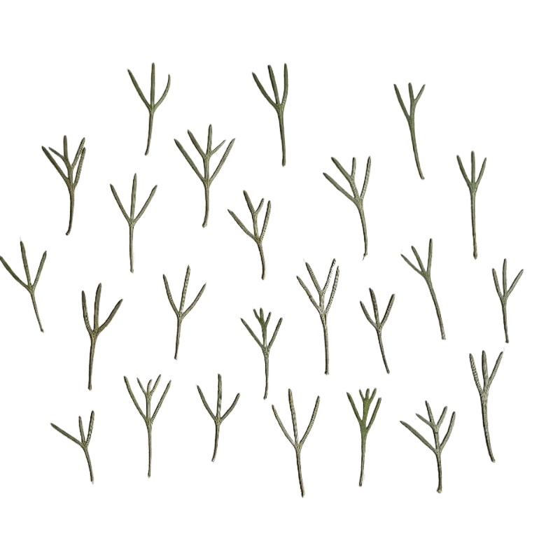 Dried Flower Bookmark - 24 stuks, echte geperste achillea-bladeren, gedroogde