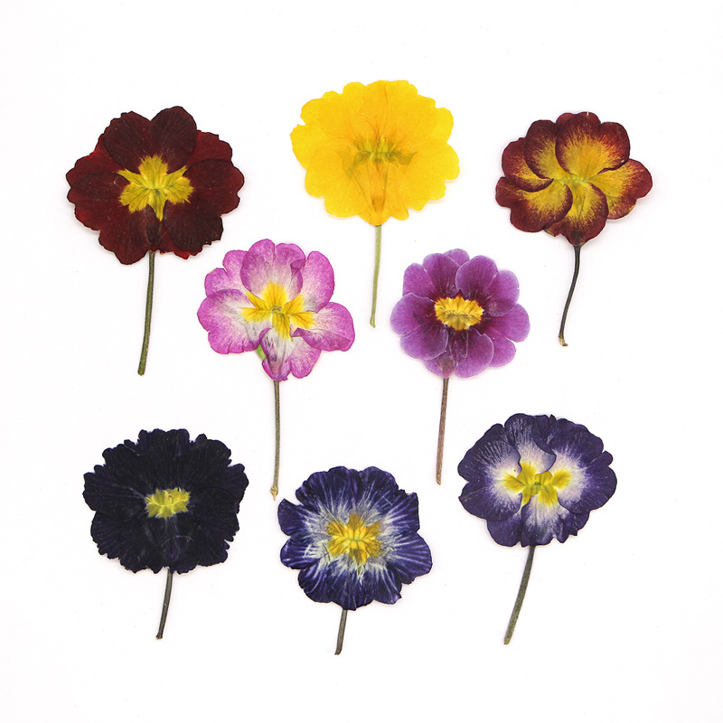 Dried Flower Bookmark - 48 stuks Europese Primrose gedroogde bloemen,