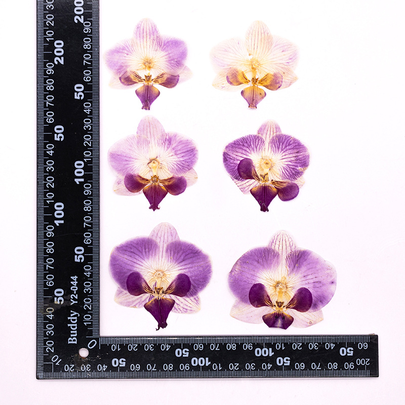 Dried Flower Bookmark - 4 Stuks Geperste Gedroogde Phalaenopsis Orchidee