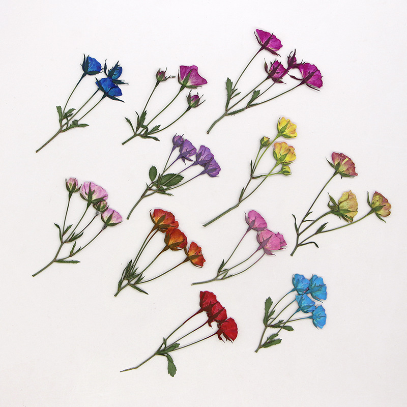 36x Geperst Gedroogde Multi-He - Dried Flower Bookmark recensie en prijs