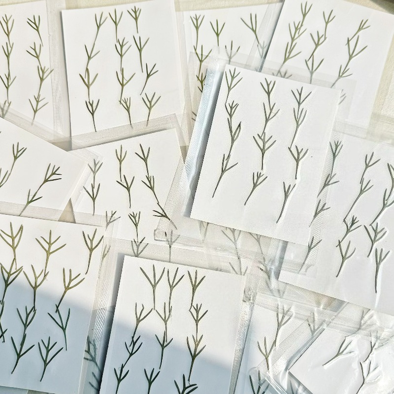 24 stuks, echte geperste achil - Dried Flower Bookmark recensie en prijs